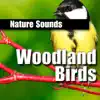Nature Sounds - Woodland Birds - Single